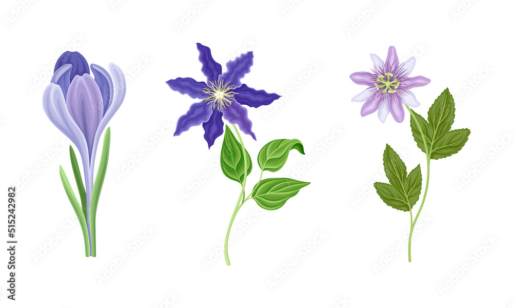 Collection of beautiful purple wild flowers. Herbaceous flowering plants vector illustration