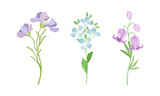 Collection of beautiful wild flowers. Herbaceous flowering plants vector illustration
