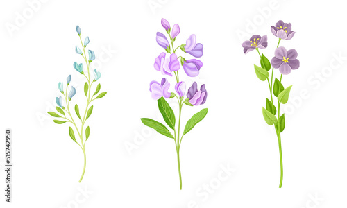 Beautiful delicate wild flower set. Herbaceous flowering plants vector illustration isolated on white
