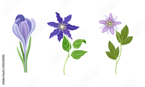 Collection of beautiful purple wild flowers. Herbaceous flowering plants vector illustration photo