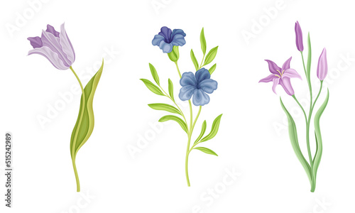 Collection of delicate wild flowers. Summer meadow herbaceous flowering plants vector illustration