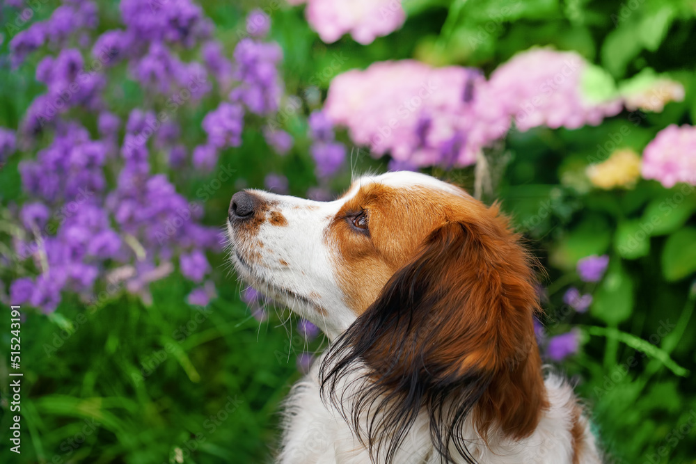 Kooikerhondje dog - spaniel type breed of dog  on a flowers bachground