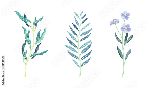 Set wild natural herbs and flowers, herbaceous plants vector illustration