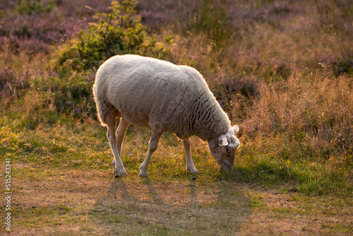 One sheep grazing in a field in the morning. A domesticated farm animal eating green grass in a fresh heather meadow. Lamb or livestock pasture in a purple blooming pastoral land during spring