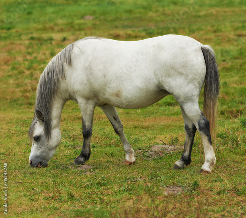 A beautiful white horse eating grass while roaming on a lush field in the countryside. Animal standing on green farm landscape on a sunny day. Horse with a long grey mane grazing on a spring meadow. © SteenoWac/peopleimages.com