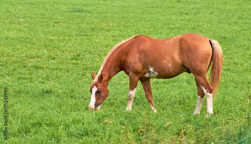 Brown horse eating grass on a field in the countryside with copyspace. One stallion or pony grazing in lush green pasture and meadow on a sunny day. Breeding livestock equine animals on ranch or farm
