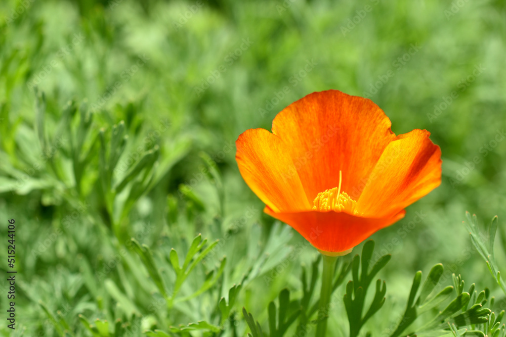 Orange and red flowers of Eschscholzia close-up from the genus Papaveraceae Orange and red flowers of Eschscholzia close-up from the genus Papaveraceae