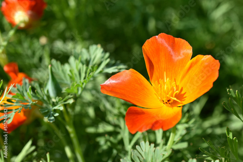 Orange and red flowers of Eschscholzia close-up from the genus Papaveraceae