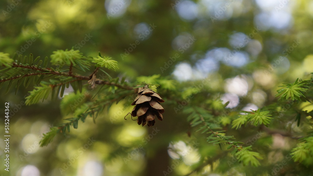 pine cone in the sun pine cone in the sun