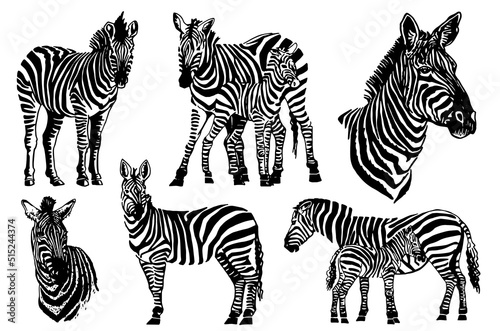 Vector set of zebras isolated on white  graphical elements  stripy animal of savanna
