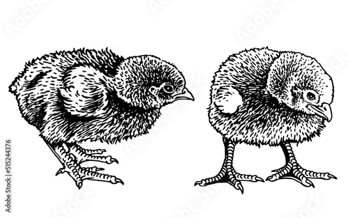 Two vector newborn chicks isolated on white,graphical drawing
