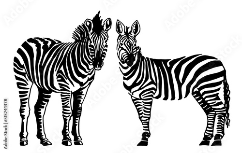 Graphical two zebras standing and watching into the distance isolated on white, vector illustration for printing and design