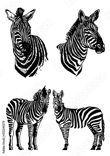 Vector set of zebras isolated on white  graphical elements  stripy animal of savanna