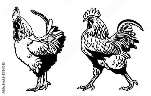 Fotografiet Two vector roosters isolated on white background, domestic animals, grahical ele