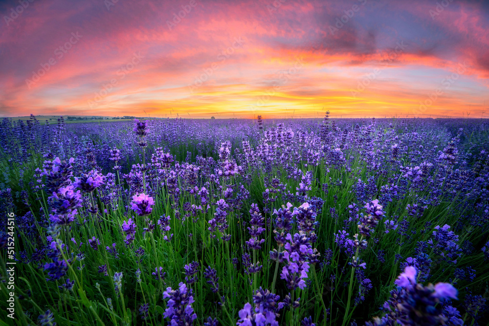 Obraz premium Berautiful summer sunset over lavender field