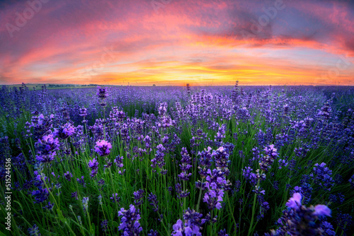 Berautiful summer sunset over lavender field © Piotr Krzeslak