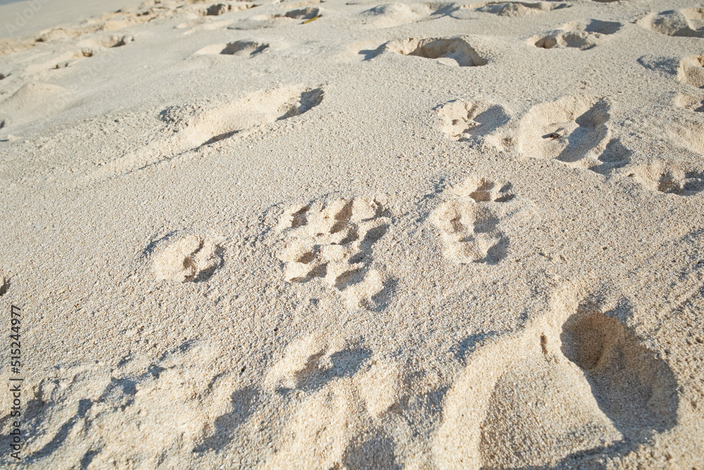 Footprints in beach sand along the coast on sunny day. Relaxing and peaceful landscape to enjoy and unwind for summer vacation or getaway. Dunes in the desert with grainy surface texture