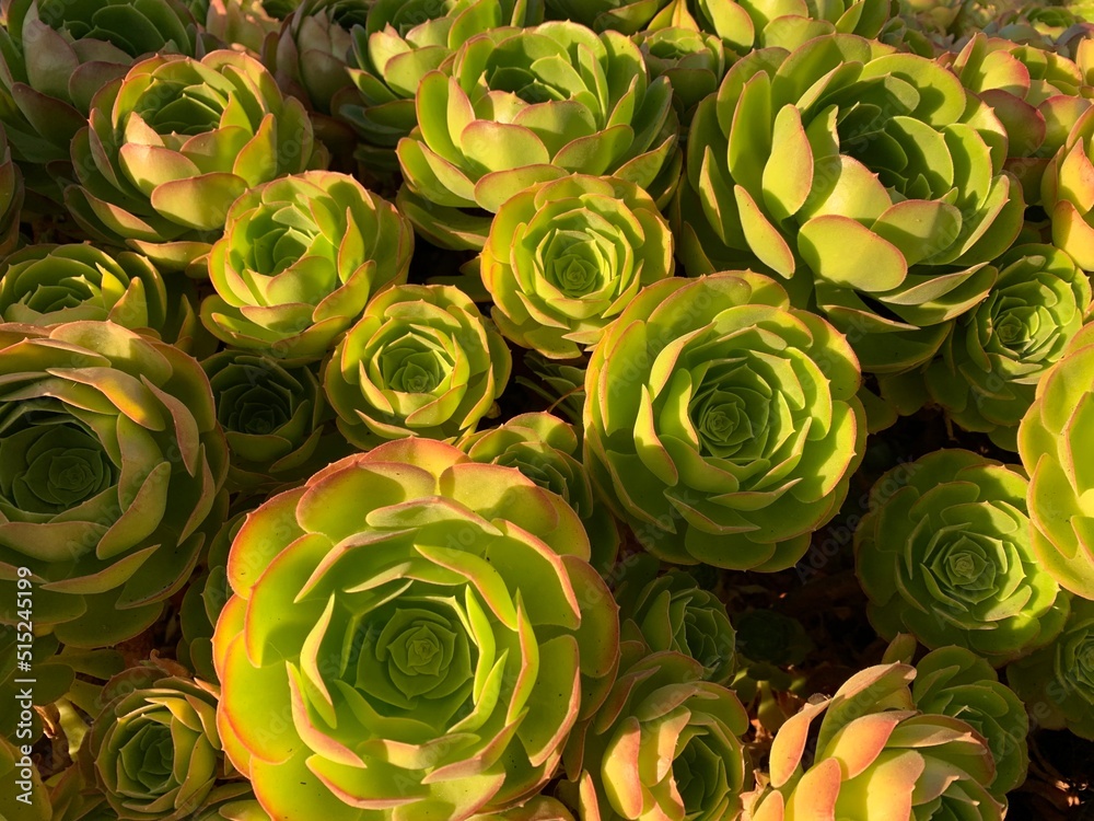succulent in bunches succulent in bunches