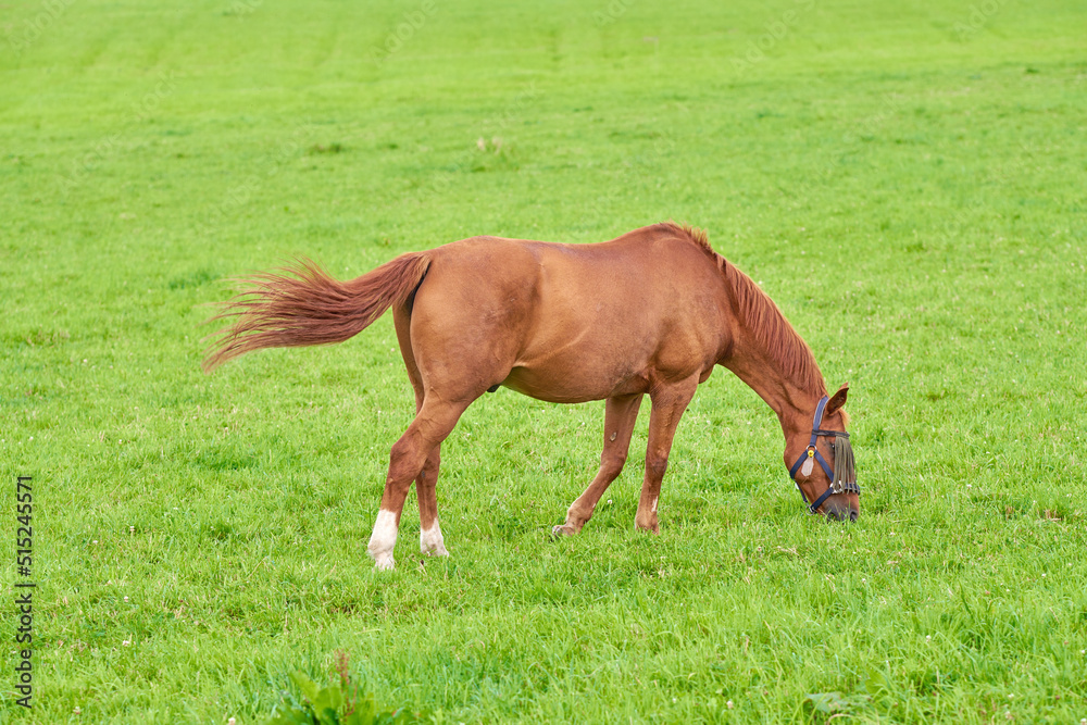 One brown horse grazing on an open green field on a meadow with copyspace. Chestnut pony or young foal eating grass on a ranch in the countryside. Tame equestrian farm animal freely roaming a pasture One brown horse grazing on an open green field on a meadow with copyspace. Chestnut pony or young foal eating grass on a ranch in the countryside. Tame equestrian farm animal freely roaming a pasture