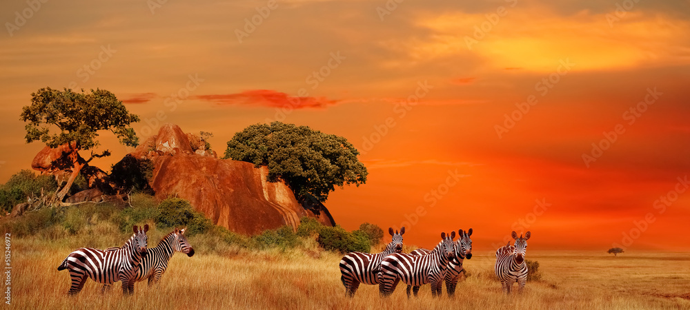 Zebras in the African savanna at sunset. Serengeti National Park. Tanzania. Africa. Banner format. - obrazy, fototapety, plakaty 