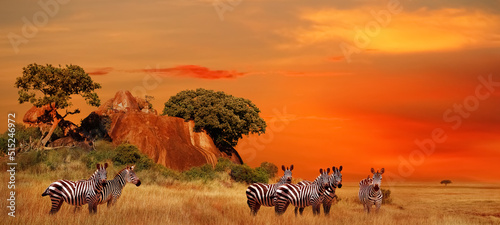 Fototapeta Naklejka Na Ścianę i Meble -  Zebras in the African savanna at sunset. Serengeti National Park. Tanzania. Africa. Banner format.
