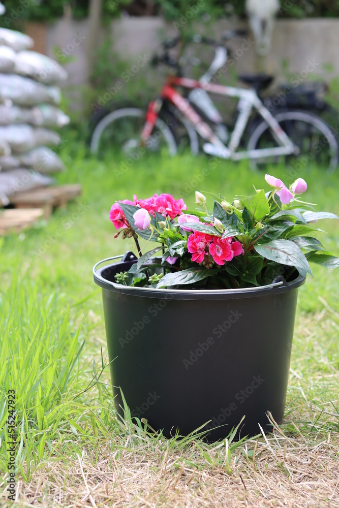 Potted plant close up photo. Beautiful blossom of garden plant. Summer day outdoors photo. 