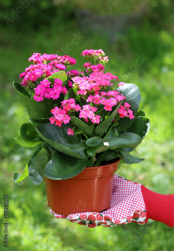 Woman s hands in red garden gloves holding flowering potted plant. Green grass on a background. Summer garden works. 