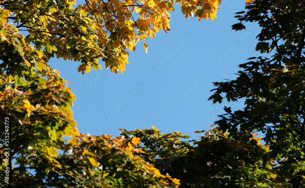Yellow leaves on the tree. Autumn in nature. Tree branches with yellow leaves.