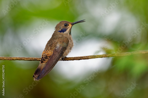 Brown Violet-ear - Colibri delphinae large hummingbird, bird breeds at middle elevations in the mountains in Central America, western and northern South America, Trinidad and in Brazilian state Bahia photo