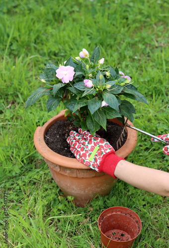 Gardener working outdoors. Close up photo of hands transplanting potted flower. Green grass on a background. Summer garden activity. 