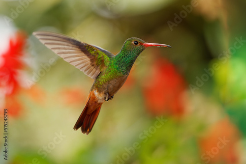Rufous-tailed Hummingbird - Amazilia tzacatl medium-sized hummingbird, from Mexico, Colombia, Venezuela and Ecuador to Peru. Green and red-brown bird flying in the rainforest in Ecuador