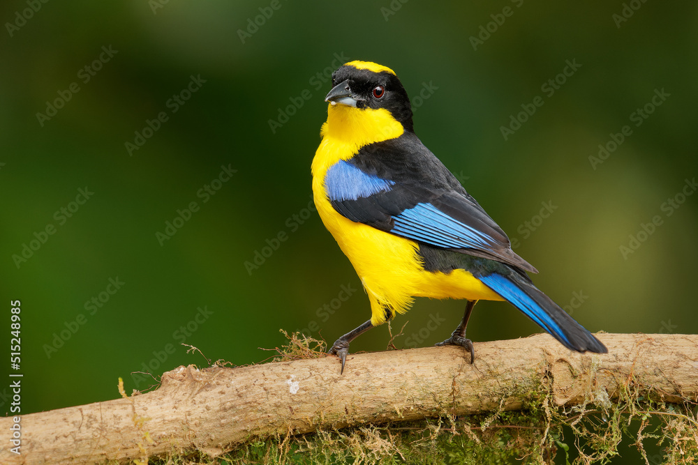 Obraz premium Blue-shouldered or Blue-winged Mountain-tanager - Anisognathus somptuosus yellow bird in Thraupidae, highland forest and woodland in the Andes of Bolivia, Colombia, Ecuador, Peru and Venezuela