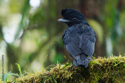 Long-wattled Umbrellabird - Cephalopterus penduliger, Cotingidae, Spanish names include pajaro bolson, pajaro toro, dungali and vaca del monte, rare black bird, resides in humid to wet forest photo