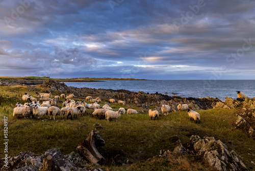 Sheep beside the Irish Sea at Saint Johns Point, Lecale, County Down, Northern Ireland photo