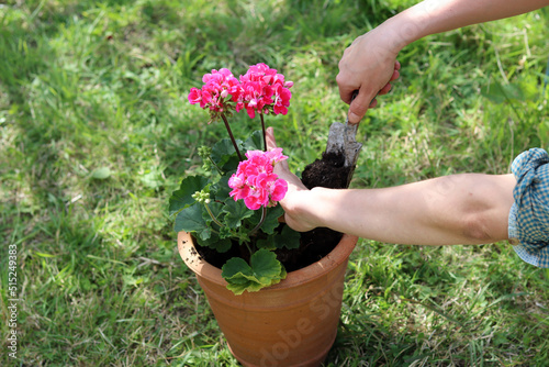 Woman transplanting Geranium plant to a bigger pot. Close up photo of female hands with flowering plant. 