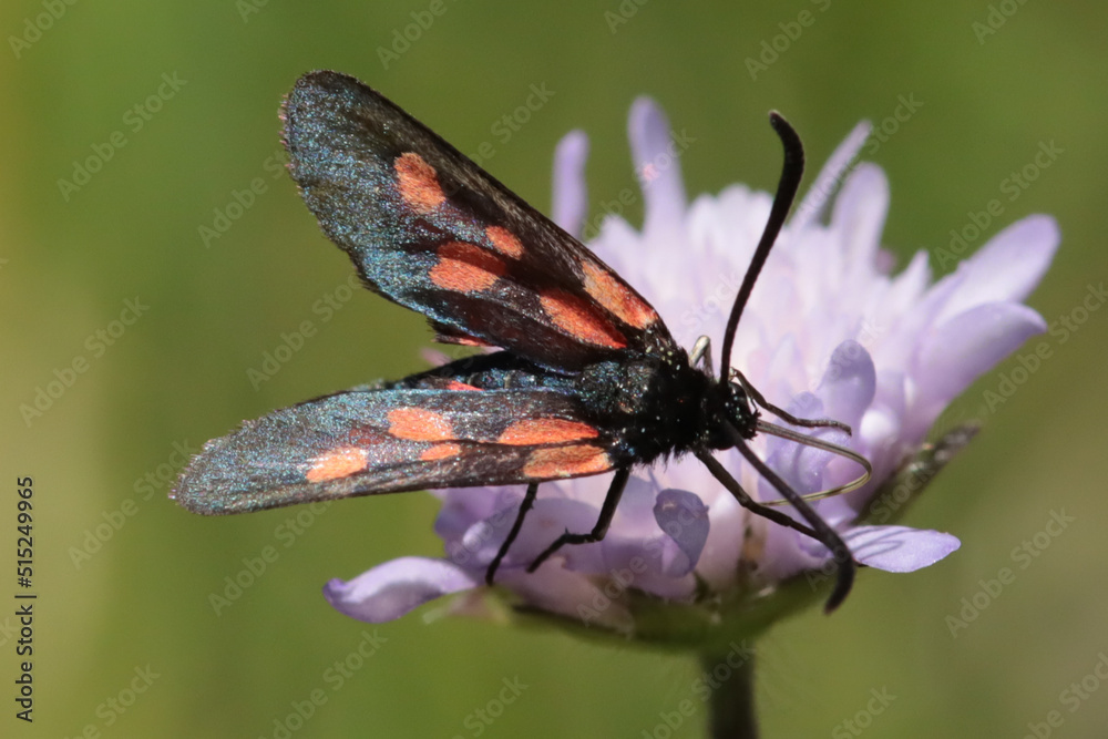 Fototapeta premium Zygène du trèfle (Zygaena trifolii)