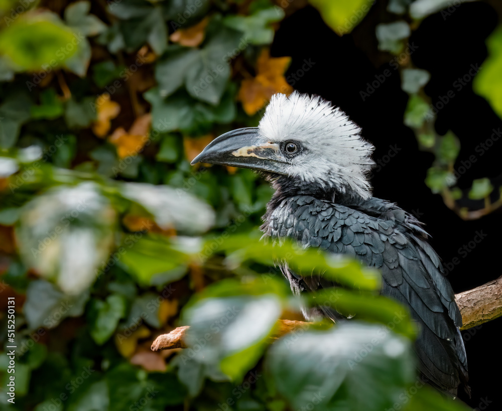 Obraz premium White-crested hornbill