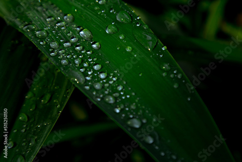natural background,texture,green leaf close-up,with raindrops