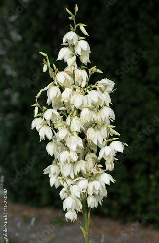 Fototapeta Naklejka Na Ścianę i Meble -  ogrodowe kwiaty