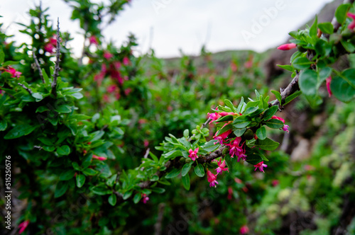 Flora, Los molles, Chile