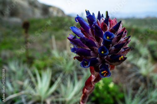 Flora, Los molles, Chile