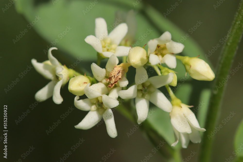 Dompte-venin (Vincetoxicum hirundinaria) Dompte-venin (Vincetoxicum hirundinaria)