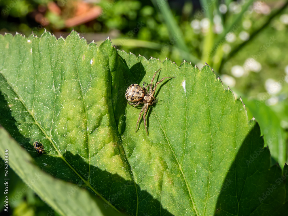 Macro of the common crab spider (xysticus cristatus) on a green leaf in sunlight Macro of the common crab spider (xysticus cristatus) on a green leaf in sunlight