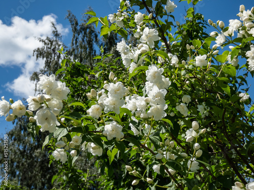 Close-up shot of the virginal mock-orange (philadelphus x virginalis) 'Girandole' - double-flowered deciduous hybrid shrub flowering with showy, white flowers in park