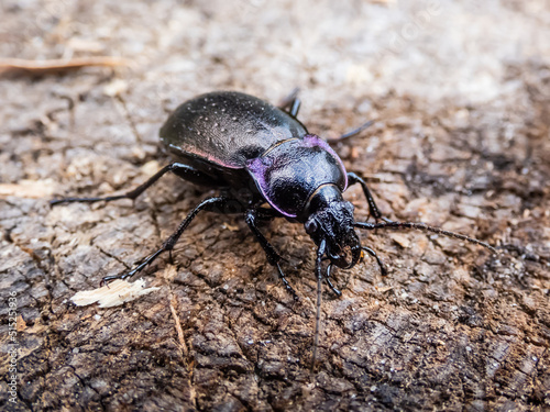 Macro of the Bronze ground beetle or bronze carabid (Carabus nemoralis) - a large, black ground beetle with coppery sheen and the edges of its elytra iridescent purple © KristineRada