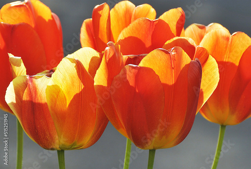 orange tulips