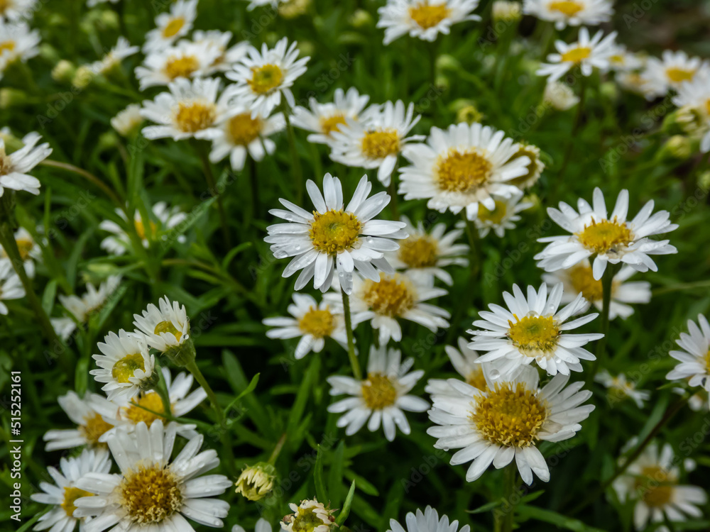 The hyssop-leaf fleabane (Erigeron hyssopifolius) flowering with a single head with numerous white rays and a yellow disk The hyssop-leaf fleabane (Erigeron hyssopifolius) flowering with a single head with numerous white rays and a yellow disk