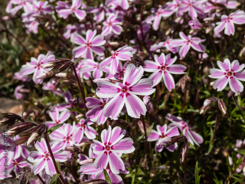 Close-up shot of pink creeping phlox  Phlox subulata   Candy Stripe  flowering with candy pink and white striped flowers in garden in sunlight in spring