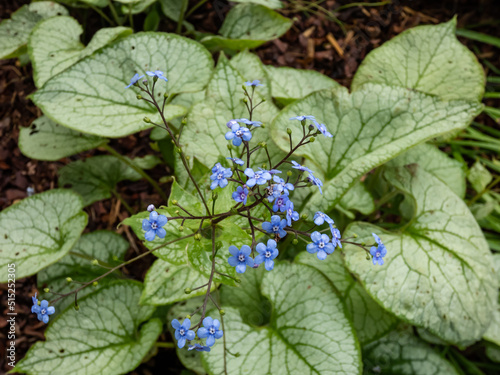 Siberian bugloss (Brunnera macrophylla) 'Jack Frost' with large, heart-shaped silver leaves edged and veined with green flowering with lots of small, bright blue flowers