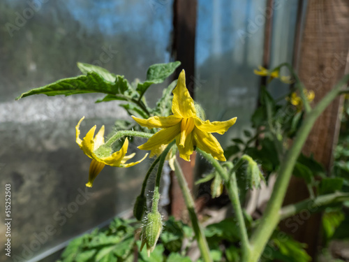 Macro shot of yellow flowers in full bloom of tomato plant growing on tomato plant before beginning to bear fruit in greenhouse. Vegetable seedlings  germinating